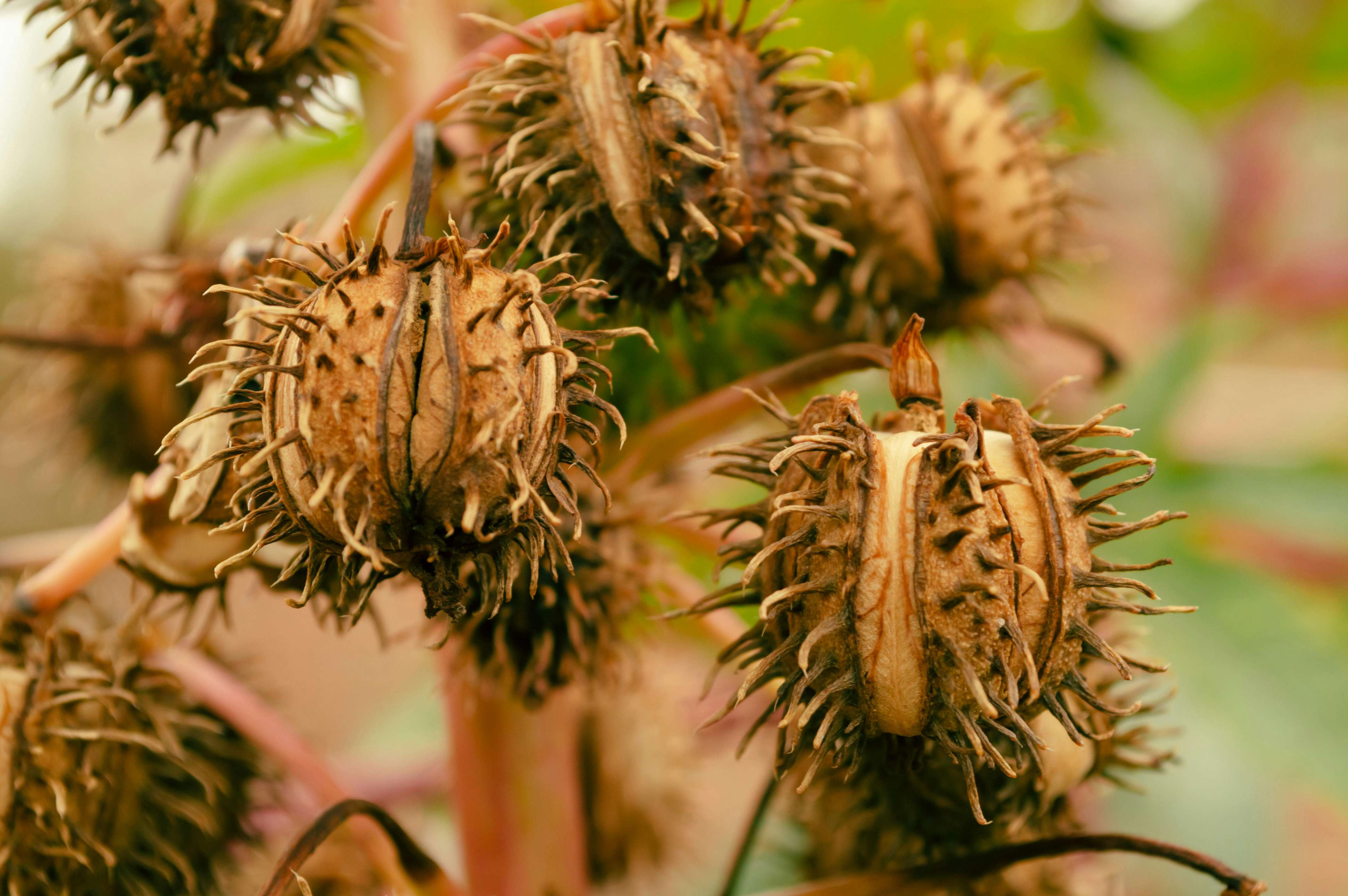 Castor oil & Castor Seeds