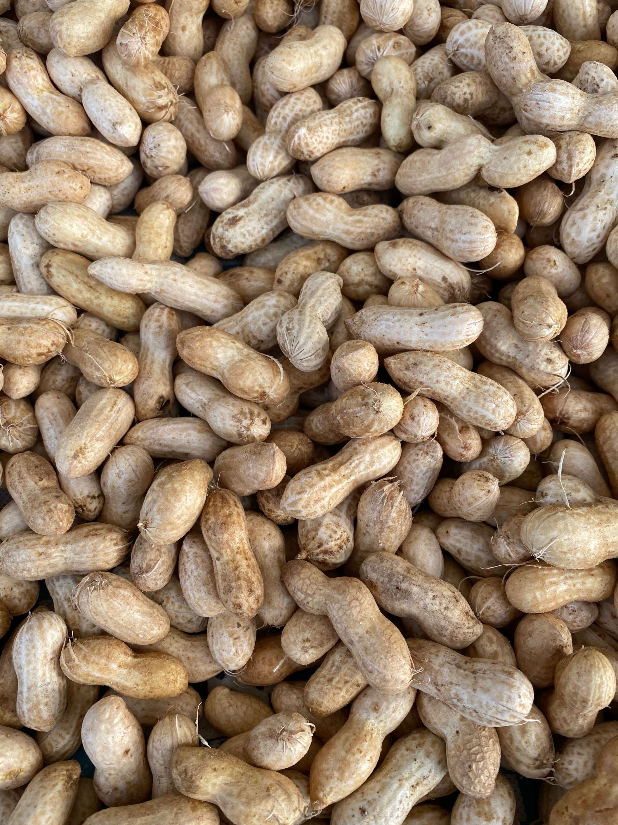 Groundnut (Peanuts